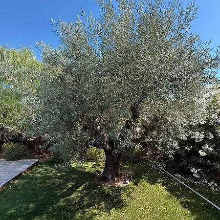 Marion By Intendance Excellency Zonza